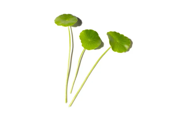 Fresh Green Centella Asiatica Leaves White Background — Stock Photo, Image