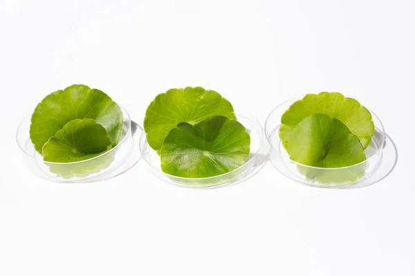 Daun Hijau Centella Asiatica Segar Dalam Cawan Petri Dengan Latar — Stok Foto