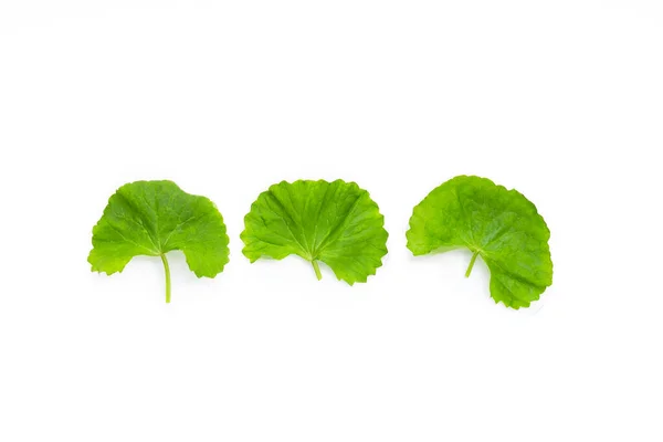 Frische Blätter Von Gotu Kola Auf Weißem Hintergrund — Stockfoto