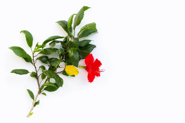 Beyaz Arka Planda Yaprakları Olan Güzel Kırmızı Amber Çiçeği — Stok fotoğraf