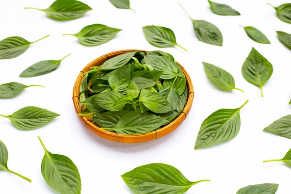 Hojas Albahaca Dulce Sobre Fondo Blanco — Foto de Stock