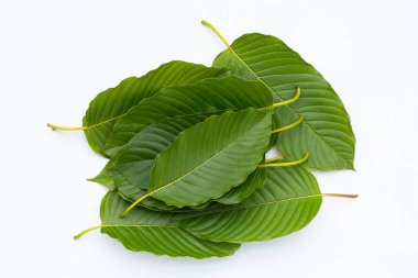 Mitragyna speciosa, beyaz arkaplanda taze kratom yaprakları