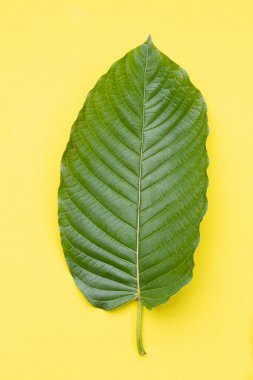 Mitragyna speciosa, sarı arkaplanda taze kratom yaprakları