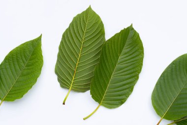 Mitragyna speciosa, beyaz arkaplanda taze kratom yaprakları