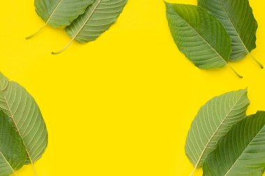 Mitragyna speciosa, sarı arkaplanda taze kratom yaprakları