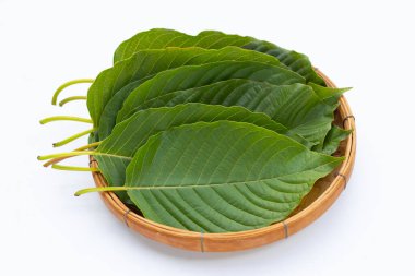 Mitragyna speciosa, beyaz arkaplanda taze kratom yaprakları