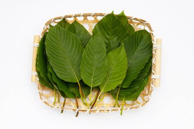 Mitragyna speciosa, beyaz arkaplanda taze kratom yaprakları