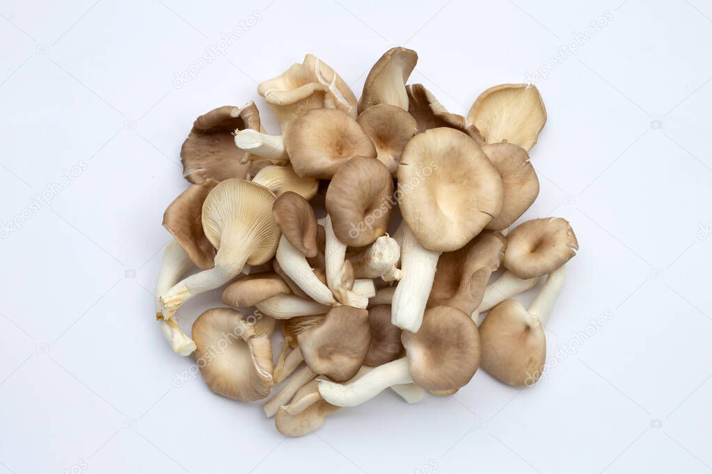 Fresh oyster mushroom on white background.