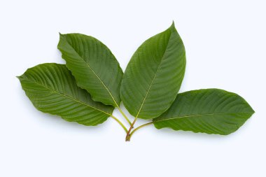 Mitragyna speciosa, beyaz arkaplanda taze kratom yaprakları