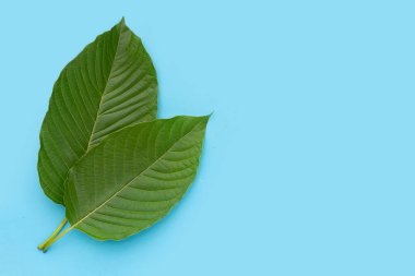 Mitragyna speciosa, beyaz arkaplanda taze kratom mavisi