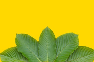 Mitragyna speciosa, beyaz arkaplanda taze kratom yaprakları