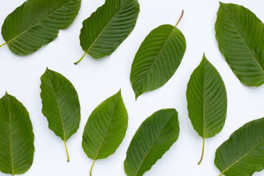 Mitragyna speciosa, beyaz arkaplanda taze kratom yaprakları