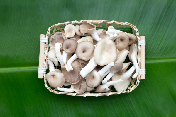 香蕉叶上竹篮里的新鲜牡蛎蘑菇 — 图库照片