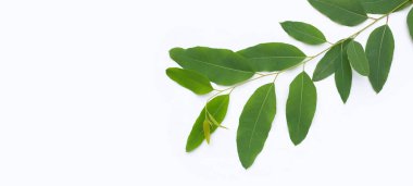 Beyaz arkaplanda okaliptüs yaprakları.