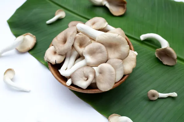 香蕉叶木碗里的新鲜牡蛎蘑菇 — 图库照片