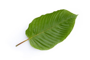 Mitragyna speciosa, beyaz arkaplanda taze kratom yaprakları