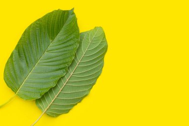 Mitragyna speciosa, sarı arkaplanda taze kratom yaprakları.