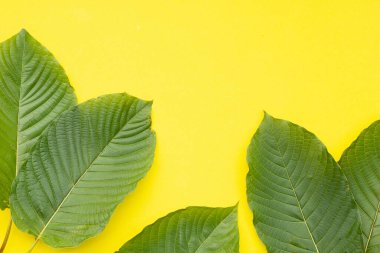 Mitragyna speciosa, sarı arkaplanda taze kratom yaprakları