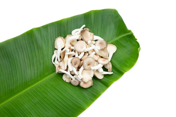 Fresh Oyster Mushroom Banana Leaf — Stock Photo, Image