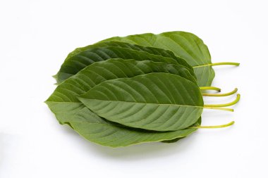 Mitragyna speciosa, beyaz arkaplanda taze kratom yaprakları