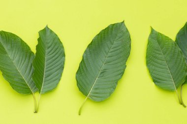 Mitragyna speciosa, yeşil arkaplanda taze kratom yaprakları