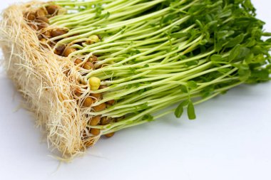 beyaz zemin üzerine bezelye filizlenir.