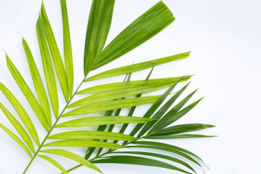 Beyaz arkaplanda tropik palmiye yaprakları. 