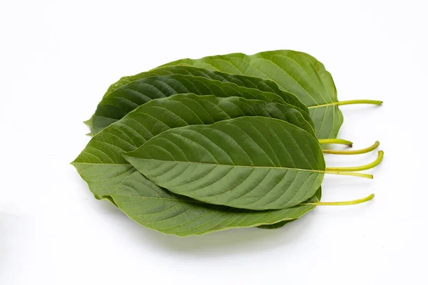 Mitragyna Speciosa Foglie Kratom Fresche Sfondo Bianco — Foto Stock