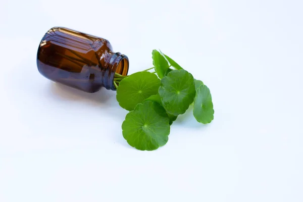 Hojas Centella Asiática Verde Fresca Frasco Medicina Sobre Fondo Blanco — Foto de Stock