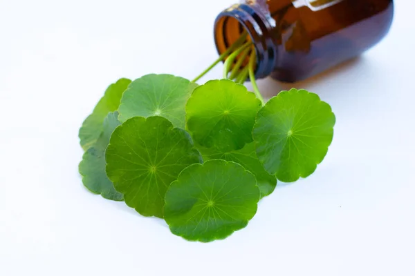 Fresh Green Centella Asiatica Leaves Medicine Bottle White Background — Stock Photo, Image