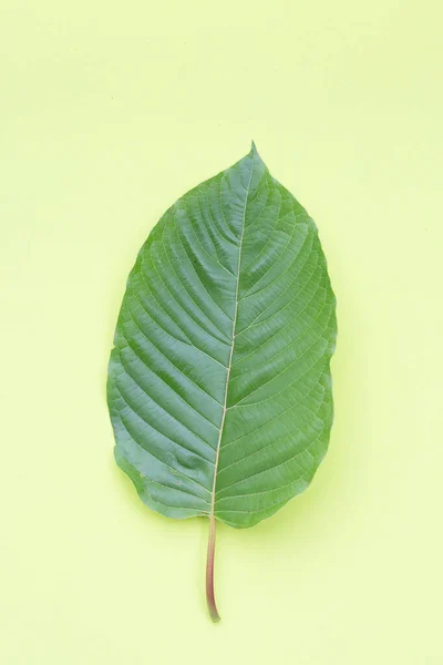 Mitragyna Speciosa Kratom Fresco Folhas Fundo Verde — Fotografia de Stock