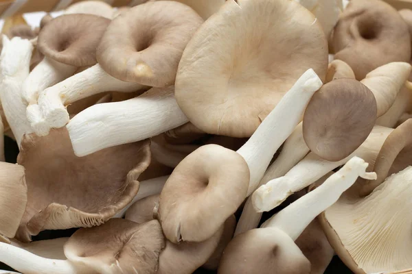 Taze istiridye mantarı. Kapat.