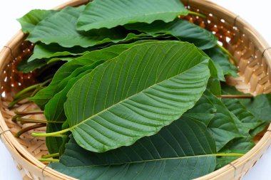 Mitragyna Specosa, bambu sepetinde taze kratom yaprakları