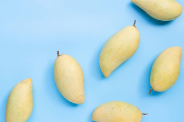 Tropik meyve, mavi arka planda mango. Üst görünüm