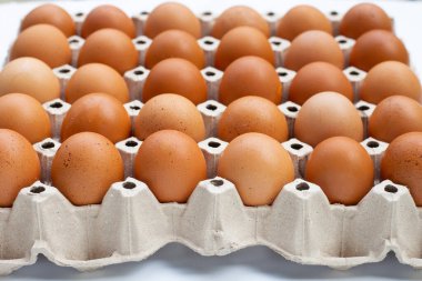 Kağıt yumurta kasasında tavuk yumurtası.