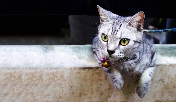 Американская Короткошерстная Кошка Жёлтыми Глазами — стоковое фото