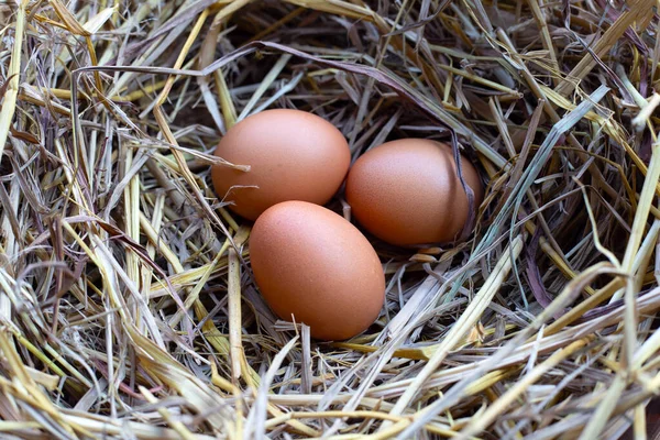 Свіжі Органічні Яйця Солом Яному Гнізді — стокове фото