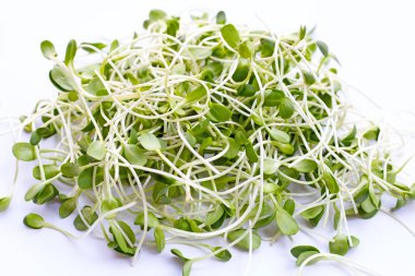 Beyaz arka plan ayçiçeği Filiz.