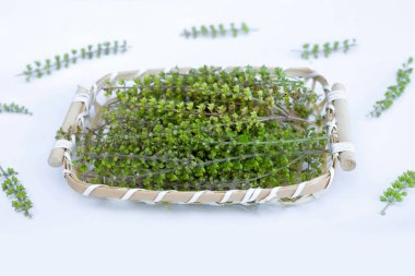 Beyaz arka planda tohumları olan kutsal fesleğen çiçekleri..