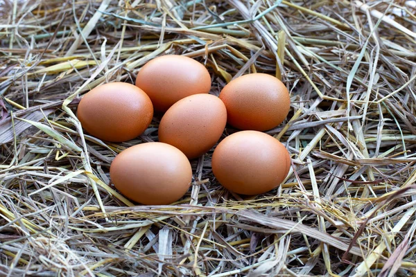 Färska Ekologiska Ägg Ett Halmbo — Stockfoto