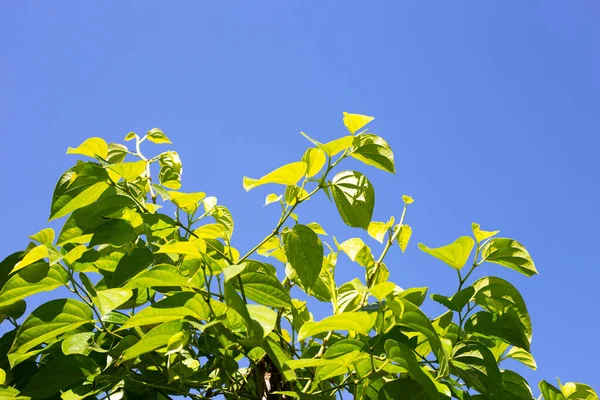 Folhas Betel Verde Betle Flautista Fresco — Fotografia de Stock