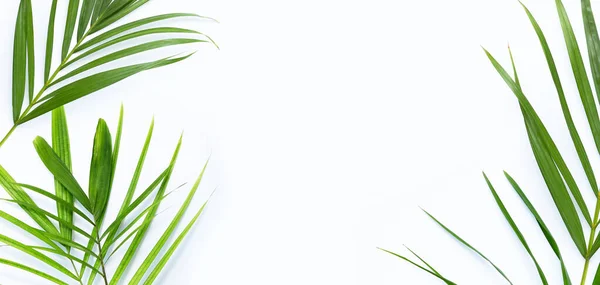 Folhas Palma Tropicais Sobre Fundo Branco — Fotografia de Stock