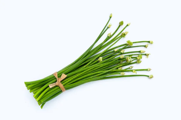 Flor Chives Chive Chino Sobre Blanco —  Fotos de Stock