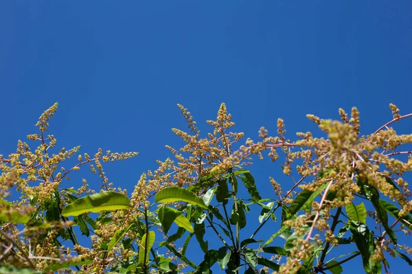 芒果树上的芒果花 — 图库照片