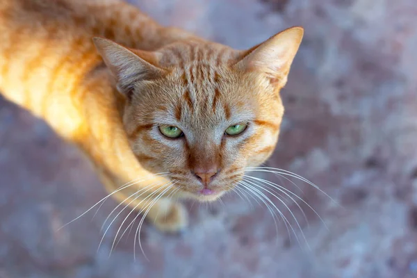 Beton Zeminde Turuncu Kedi — Stok fotoğraf