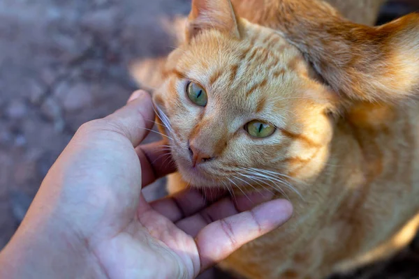 Рука Милой Оранжевой Кошкой — стоковое фото