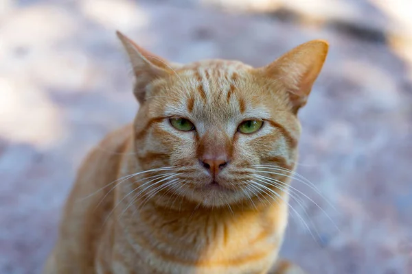 Beton Zeminde Turuncu Kedi — Stok fotoğraf