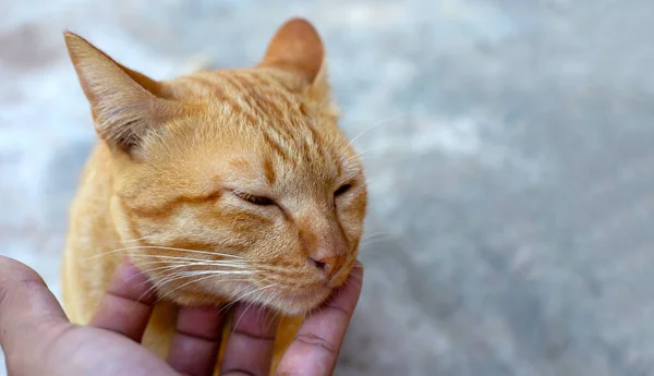 Mano Con Lindo Gato Naranja — Foto de Stock