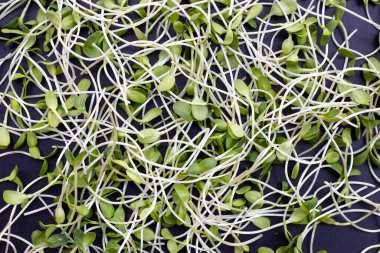 Koyu arkaplanda ayçiçeği filizi.