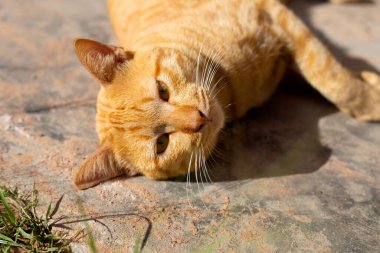 Beton zeminde turuncu kedi